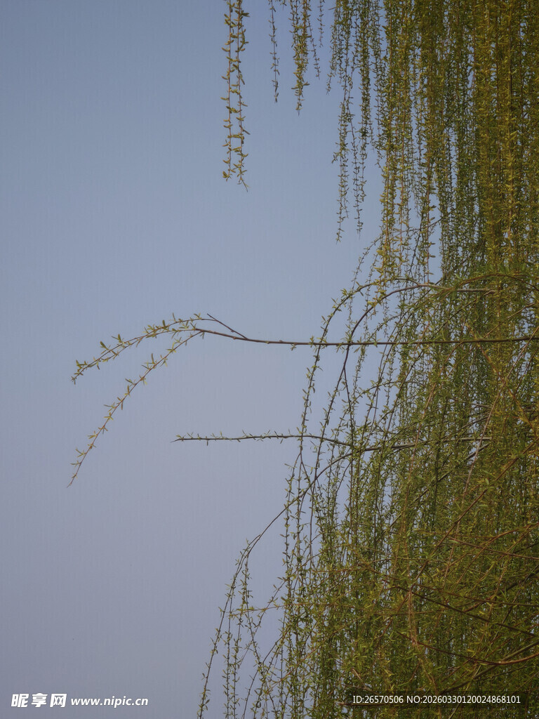 垂柳映蓝天