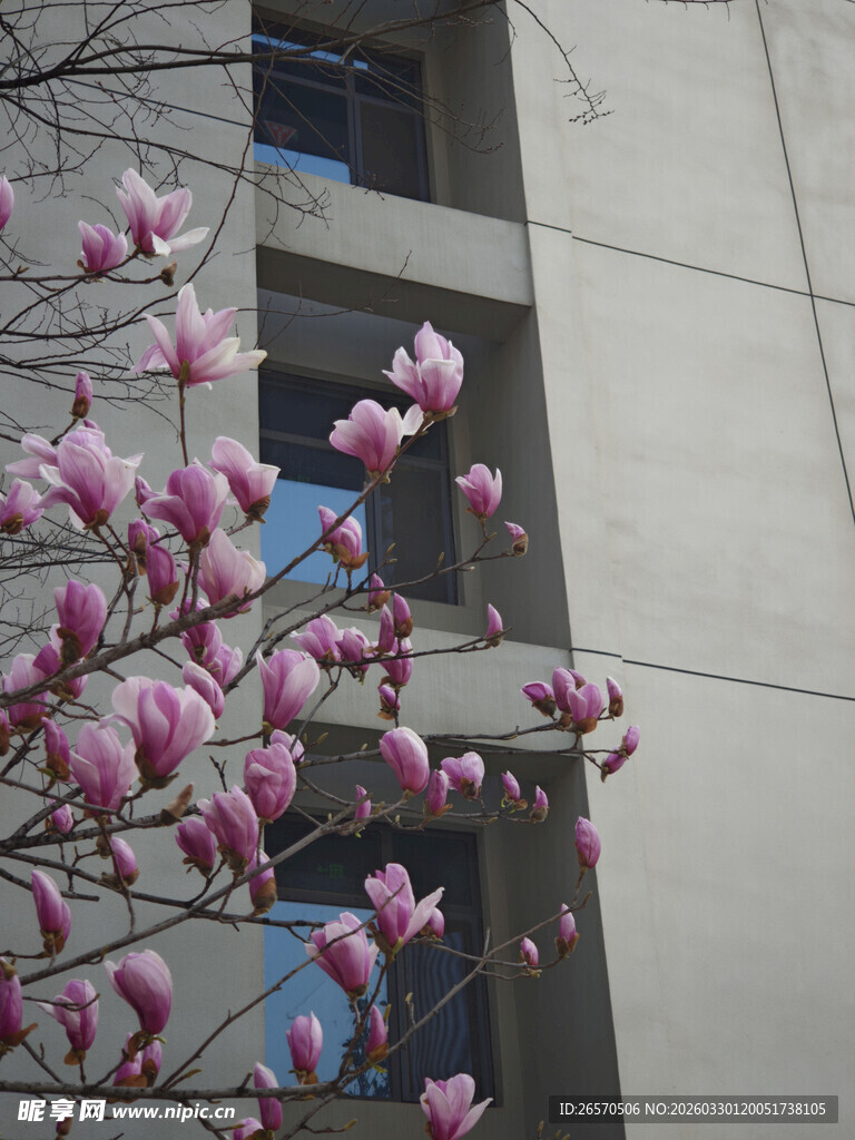 窗前绽放的粉嫩玉兰花