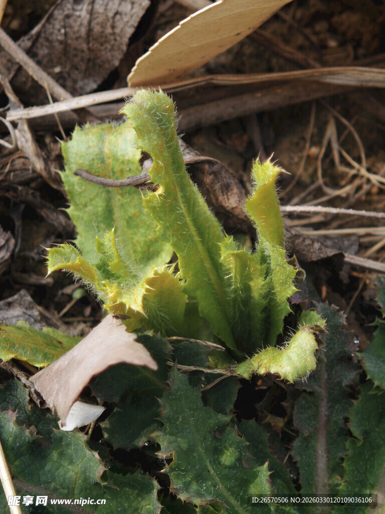 嫩绿野菜破土而出