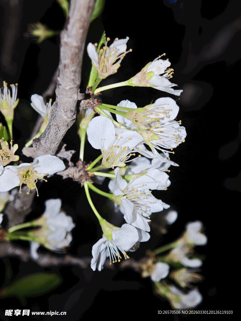 夜下绽放的洁白花枝