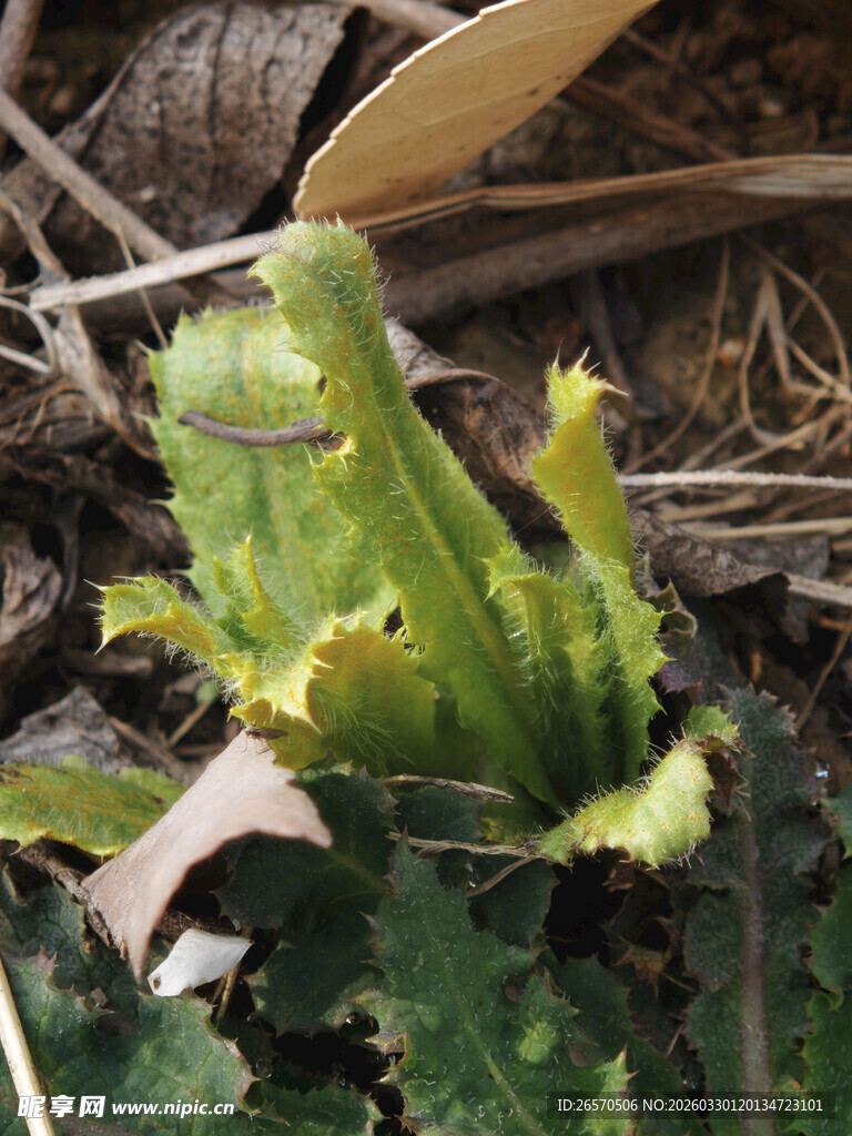嫩绿带刺的新生南瓜藤