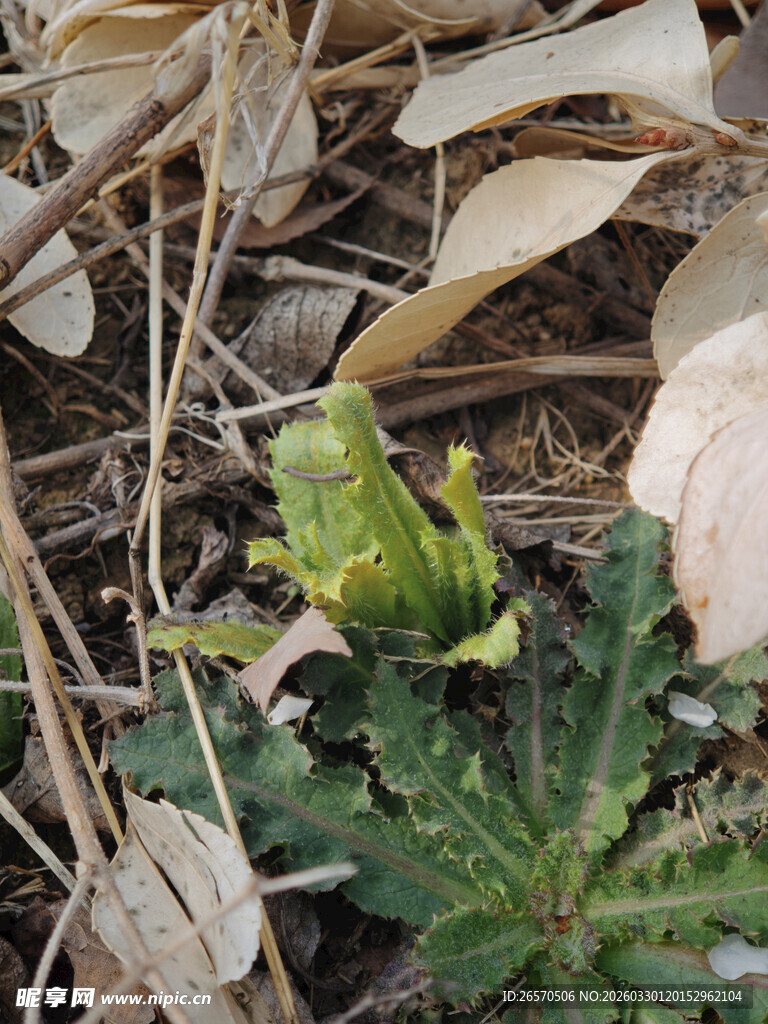 枯叶中绽放的绿色小花