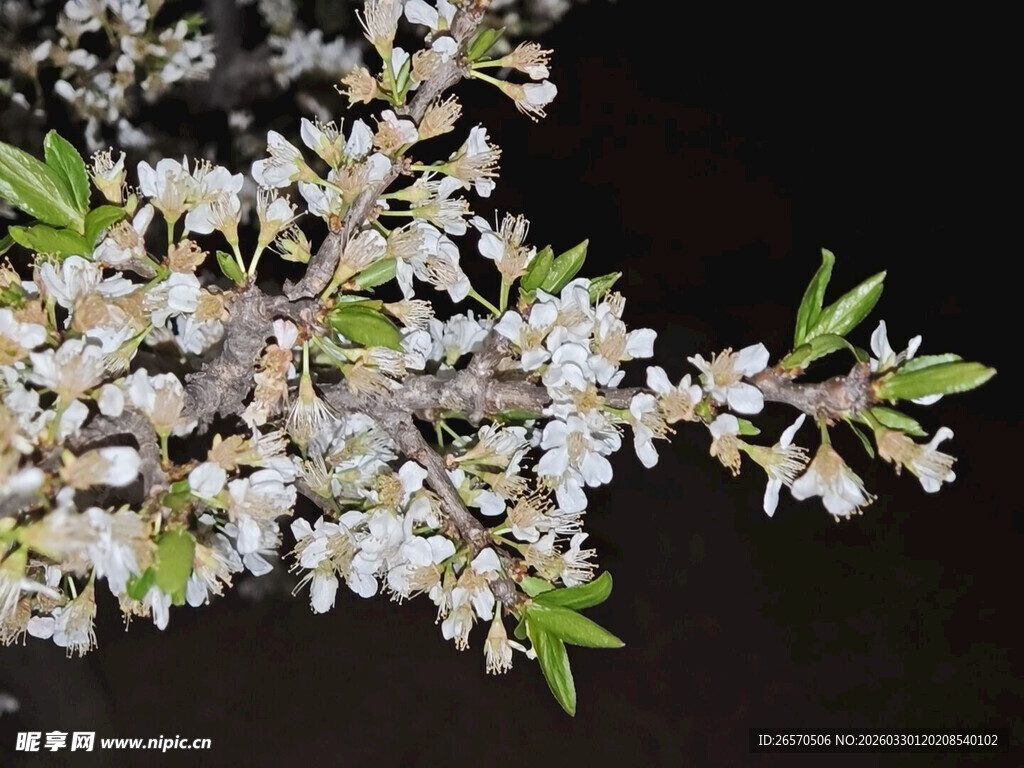枝头绽放的白色繁花