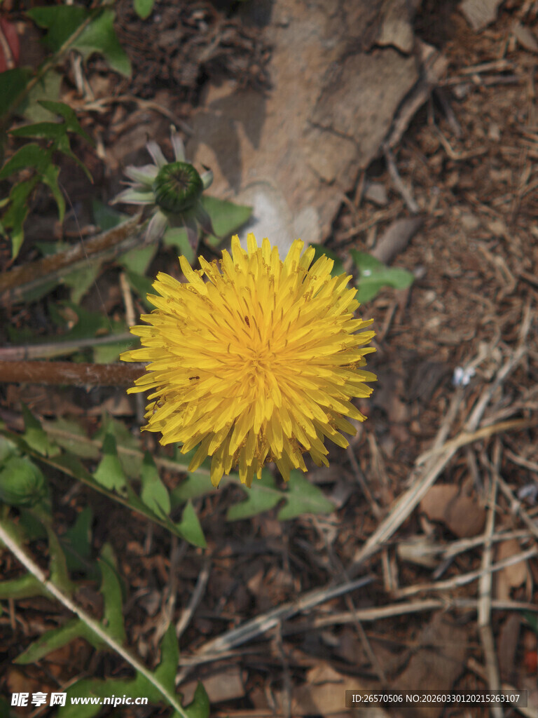 黄色蒲公英绽放于地面