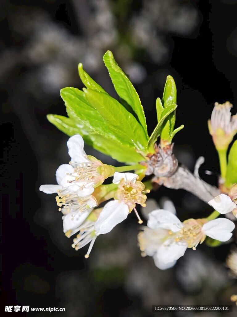 枝头绽放的清新白色花朵