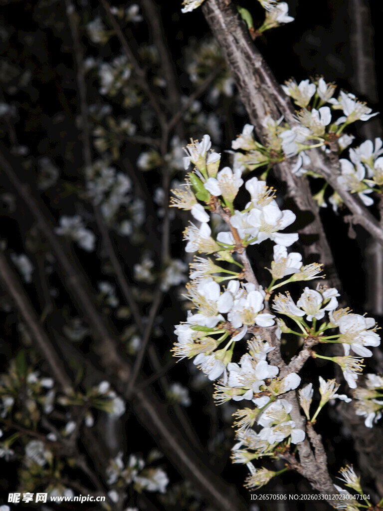枝头绽放的洁白花朵