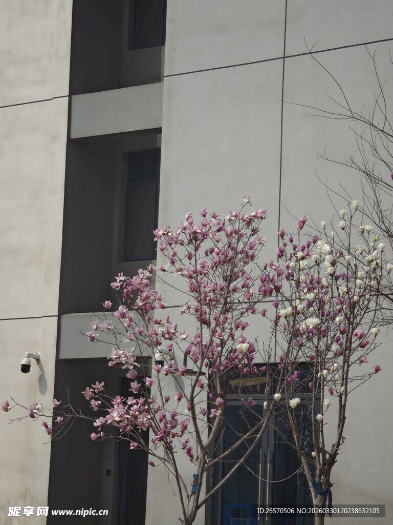 墙边绽放的粉嫩玉兰花