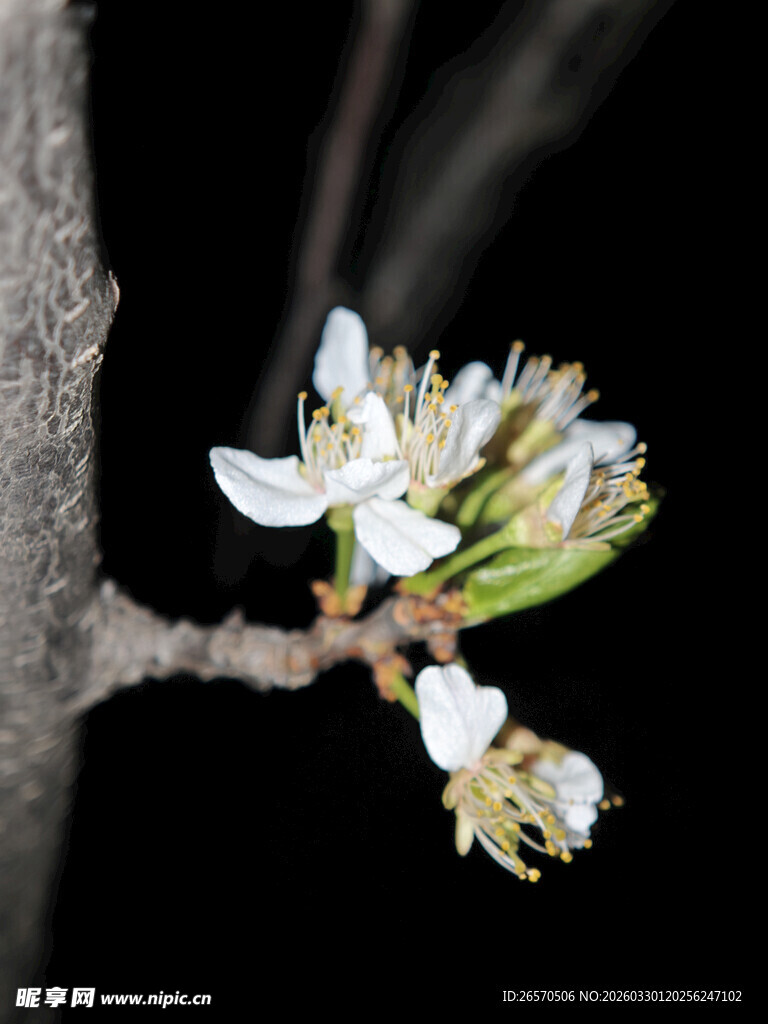 枝头绽放的白色小花