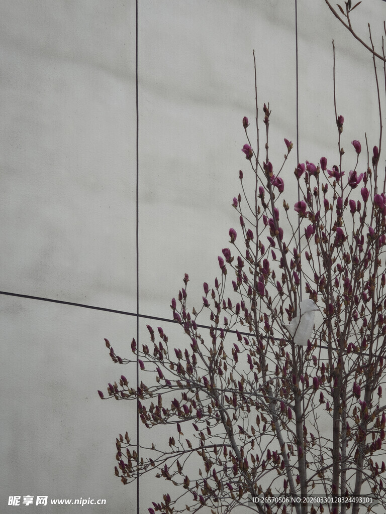 墙边绽放的带花枝条