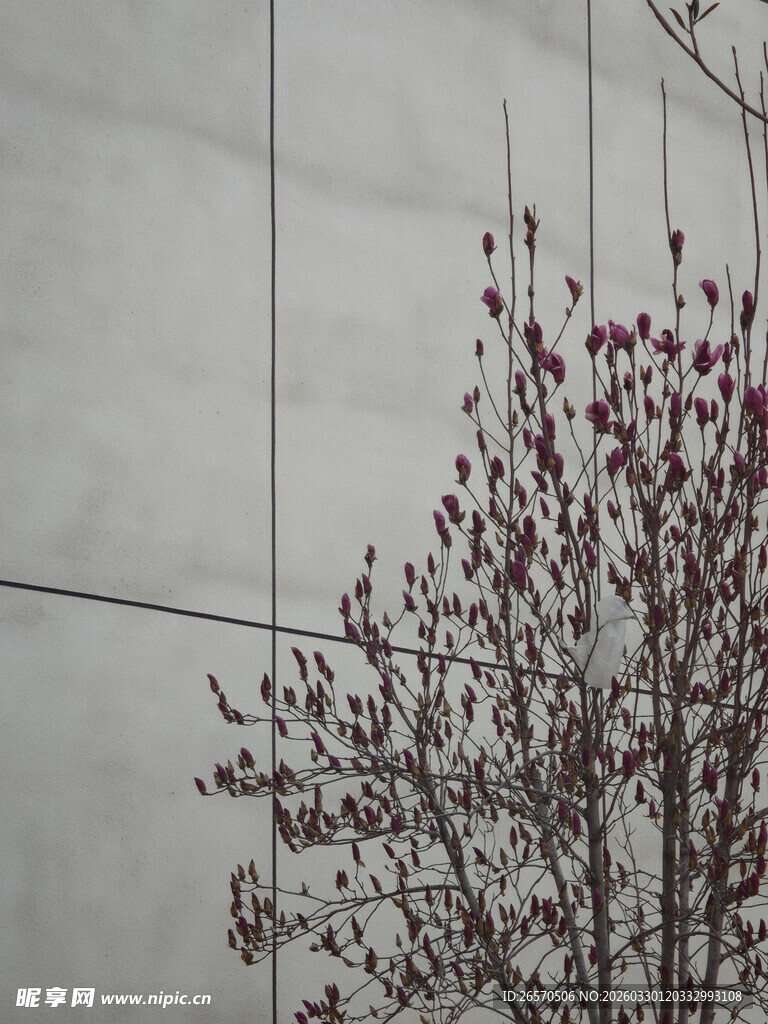 墙边绽放的带花枝条