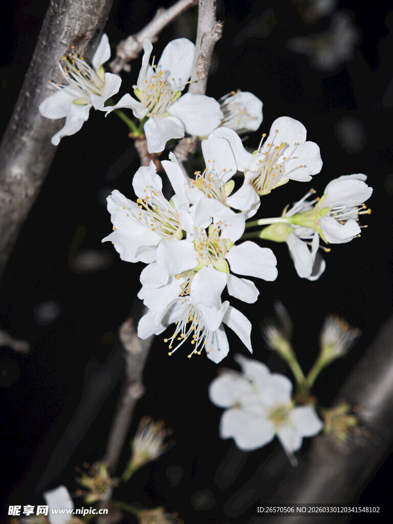 枝头绽放的洁白花朵