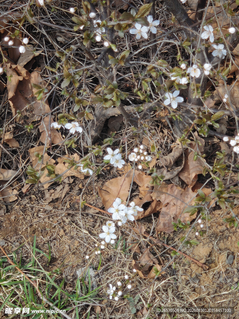 地面散落的白色花朵