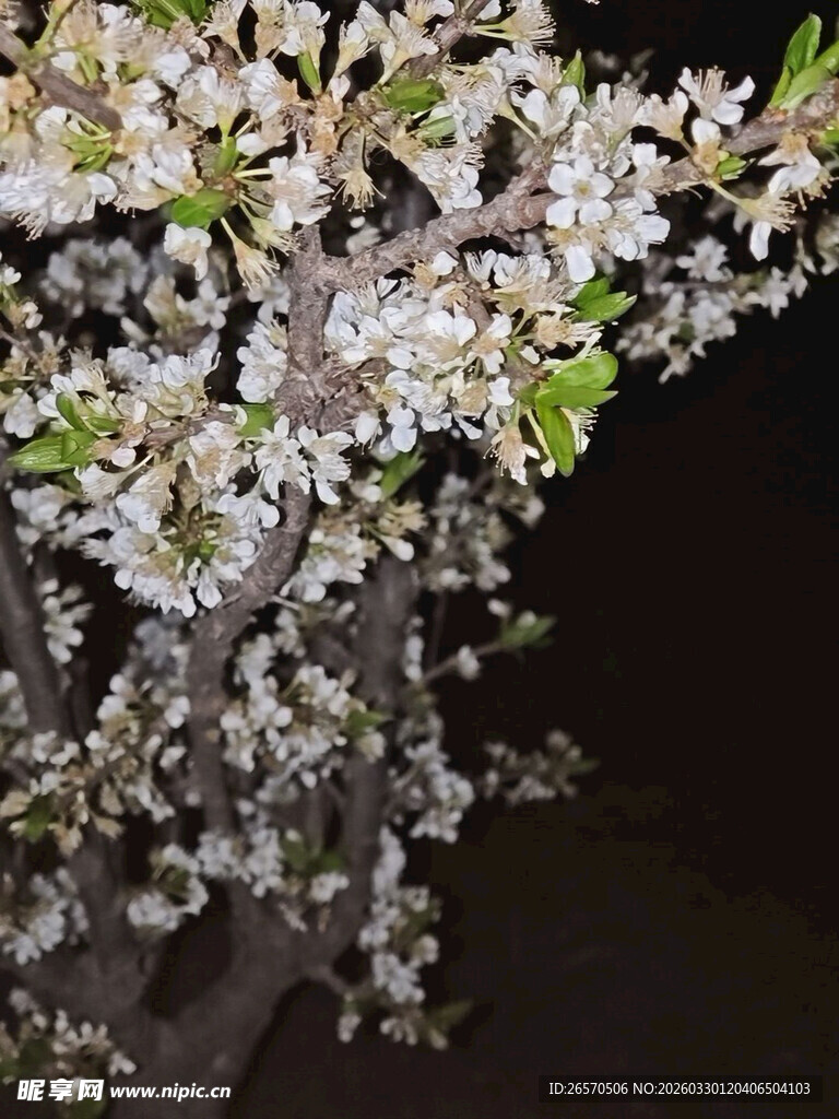 夜下绽放的洁白花枝