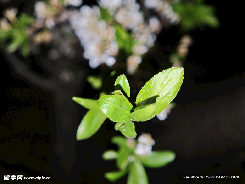 嫩绿新叶绽放生机