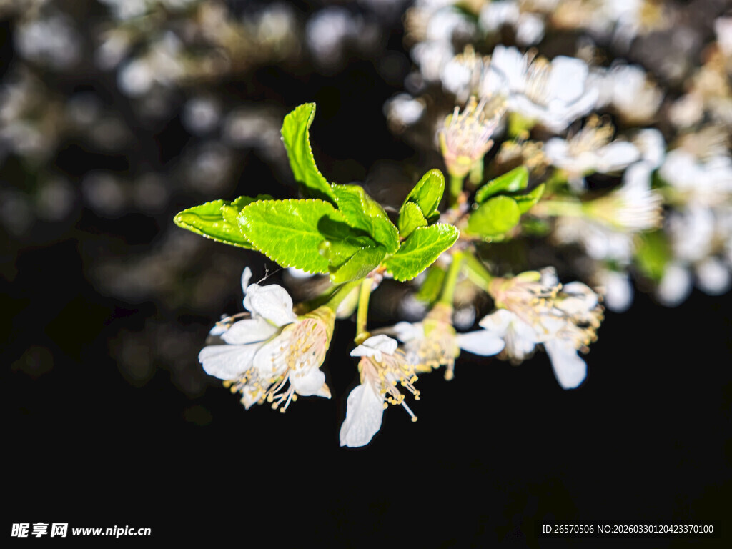 枝头绽放的白色小花