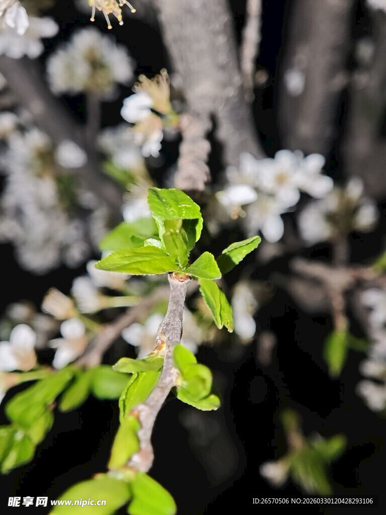 枝头绽放的清新白色小花