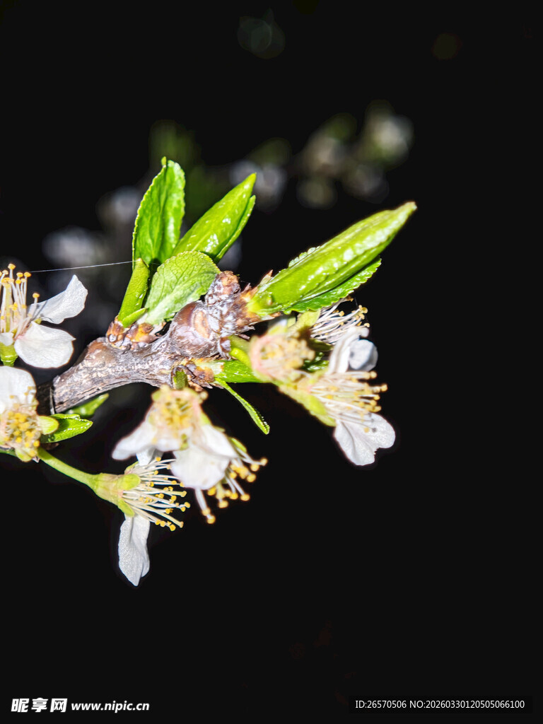枝头绽放的白色小花