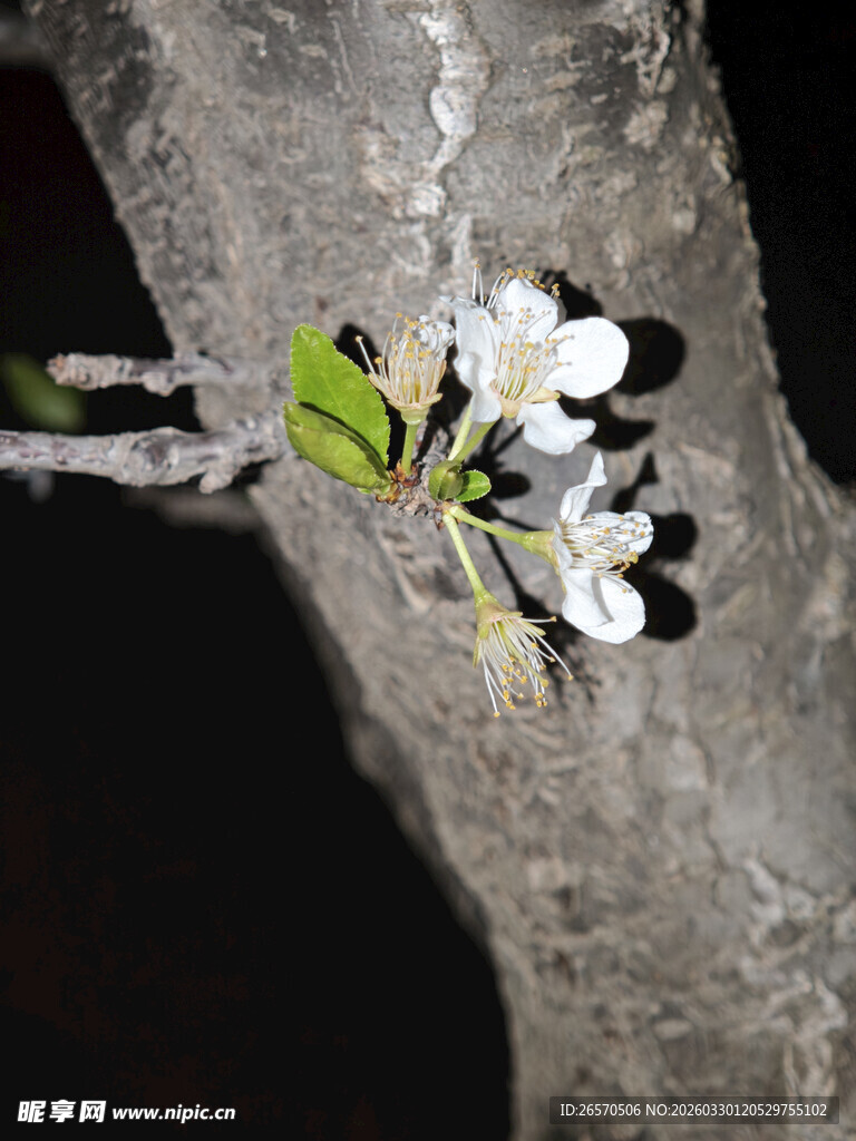 石缝中绽放的白色小花
