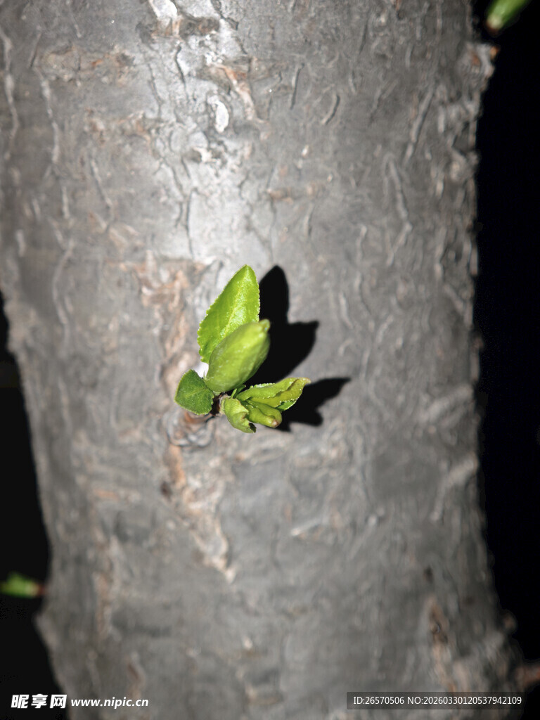 树干上的嫩绿新叶