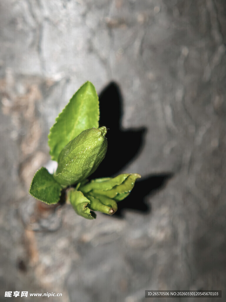 石缝中新生的嫩绿叶片