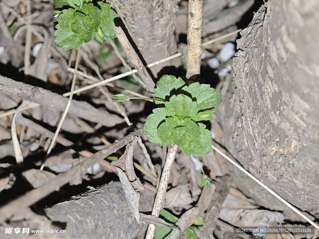 地面生长的嫩绿植物
