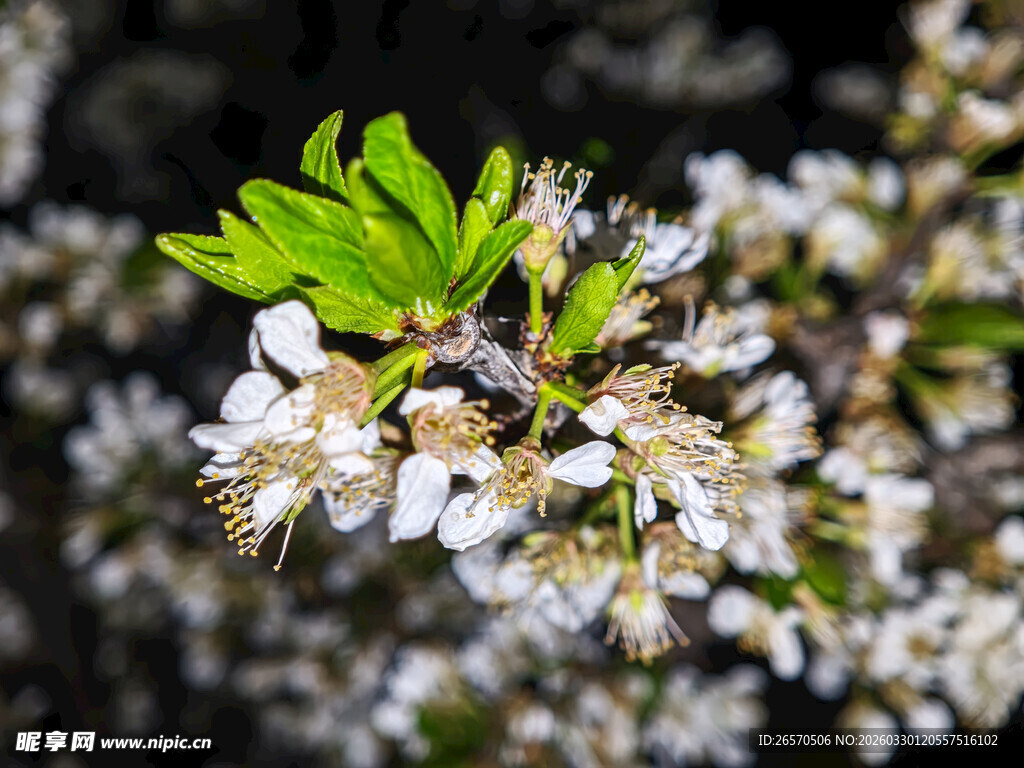 蜜蜂采花于繁茂花枝间