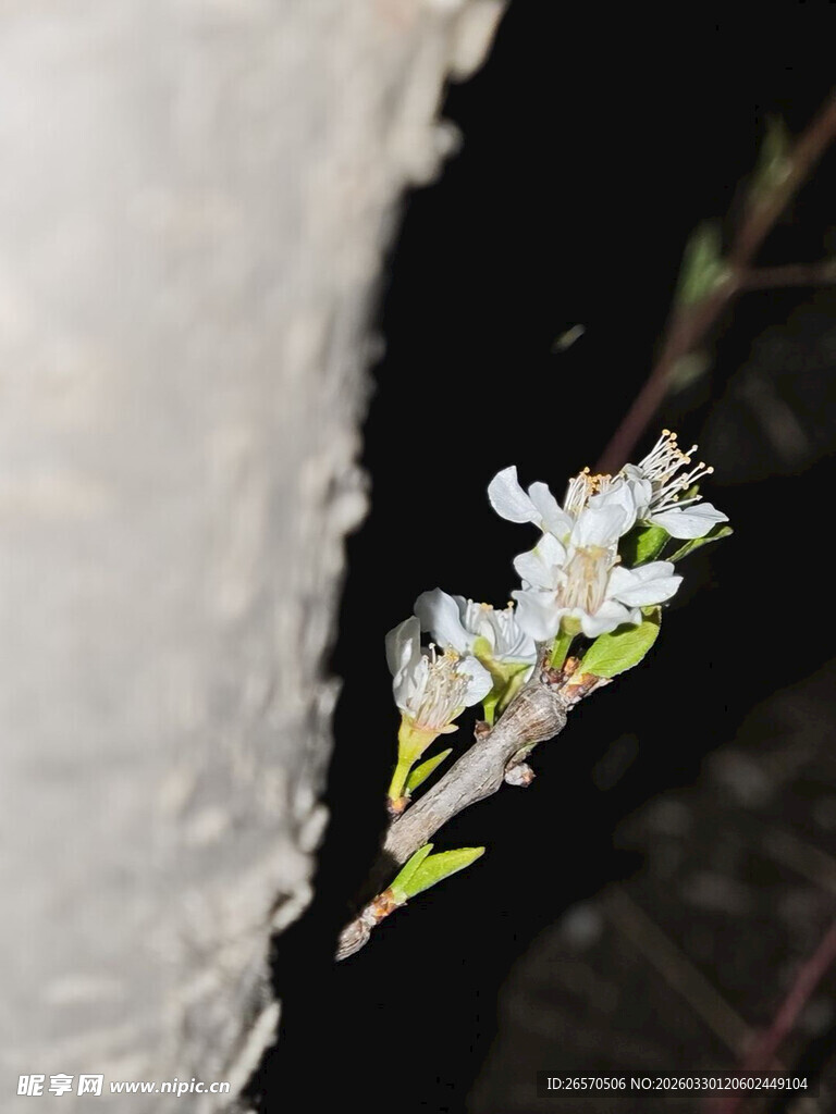 墙角绽放的白色小花