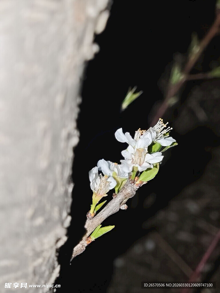 墙边绽放的白色小花