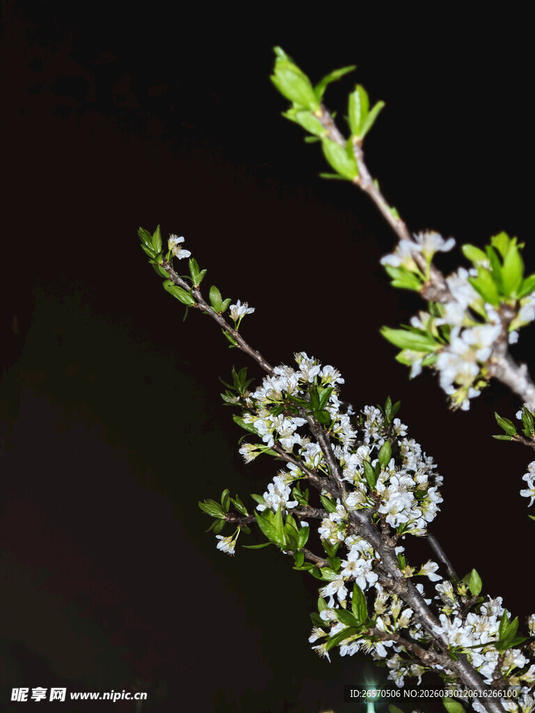 夜中绽放的白色花枝