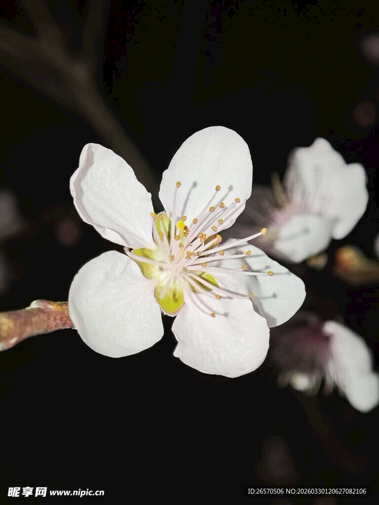 白色杏花特写