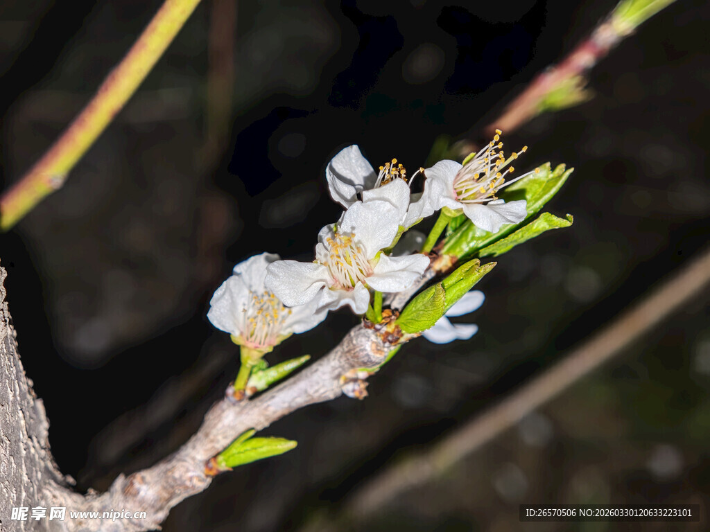 枝头绽放的娇嫩白色花朵