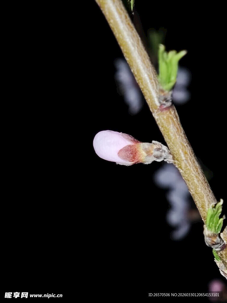 枝头粉嫩花芽初绽