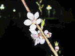 夜下绽放的粉嫩桃花