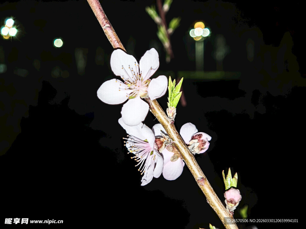 夜下绽放的粉嫩桃花