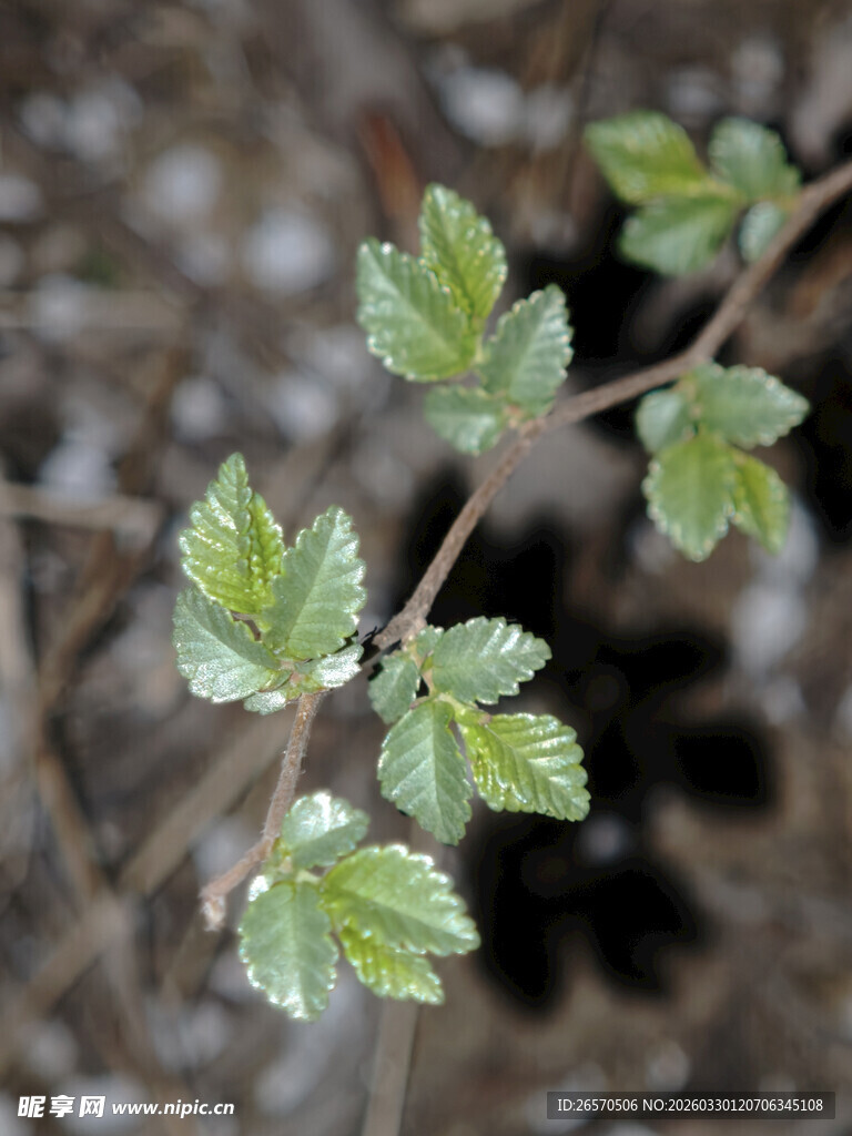 嫩绿新叶的植物枝条