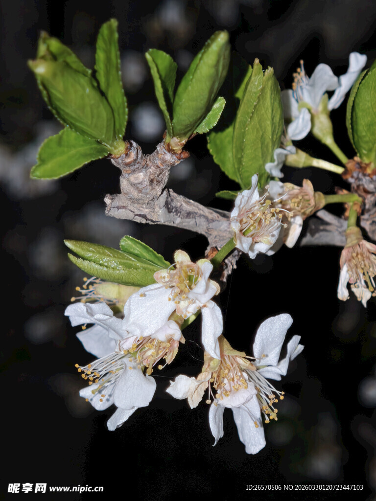 枝头绽放的素雅白色花朵