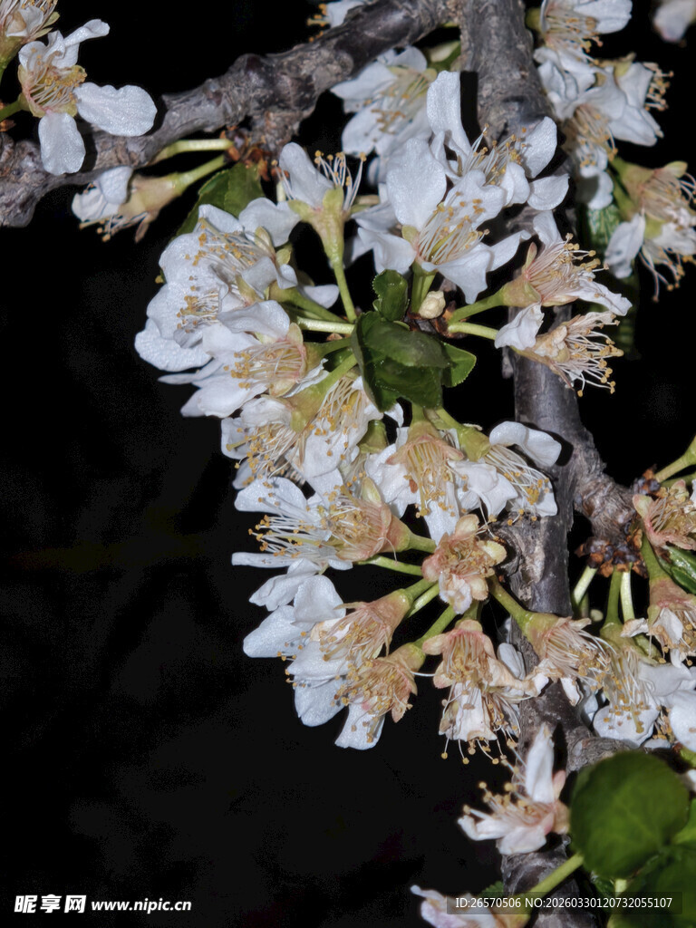 夜间绽放的素雅白色花朵
