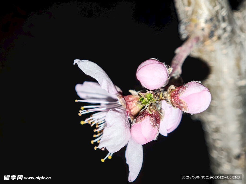 娇艳绽放的粉嫩桃花