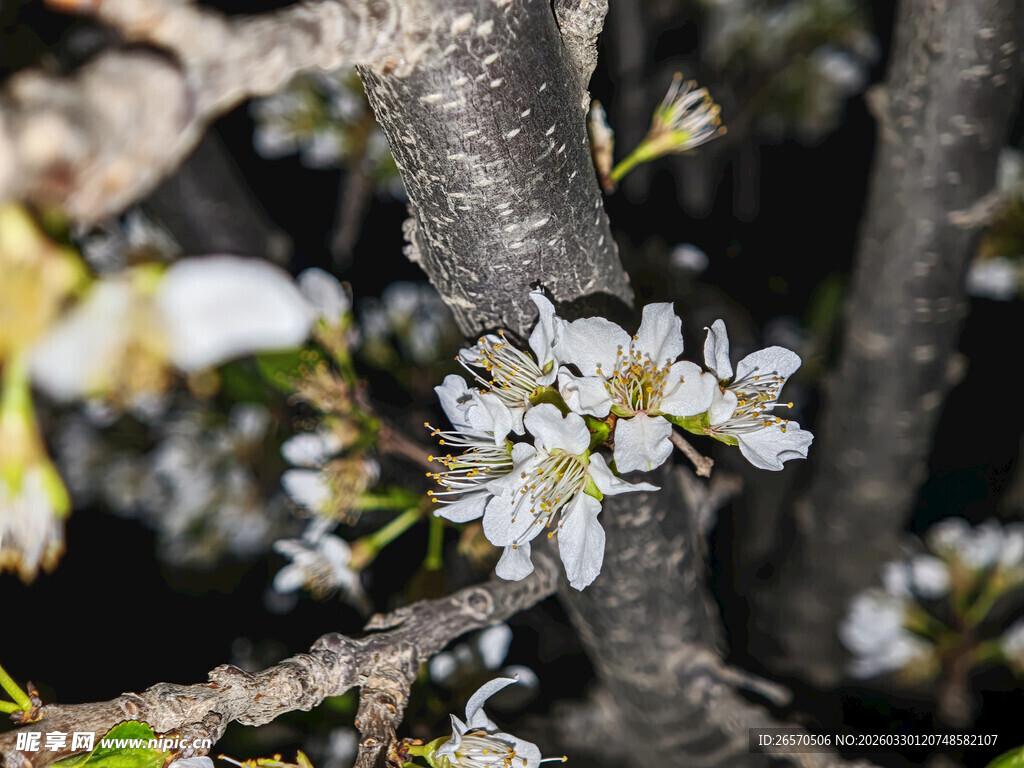 枝头绽放的白色小花