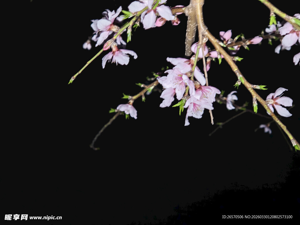 枝头绽放的烂漫粉花