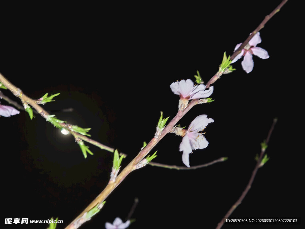 夜下绽放的素雅花枝