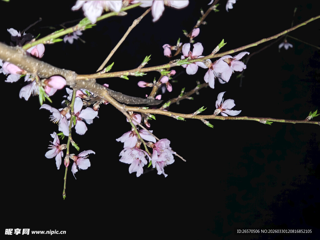 枝头绽放的粉嫩樱花
