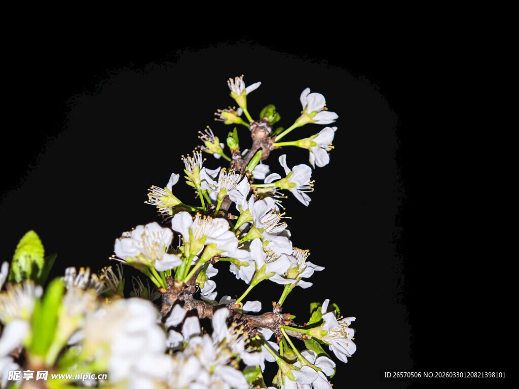 枝头绽放的洁白小花