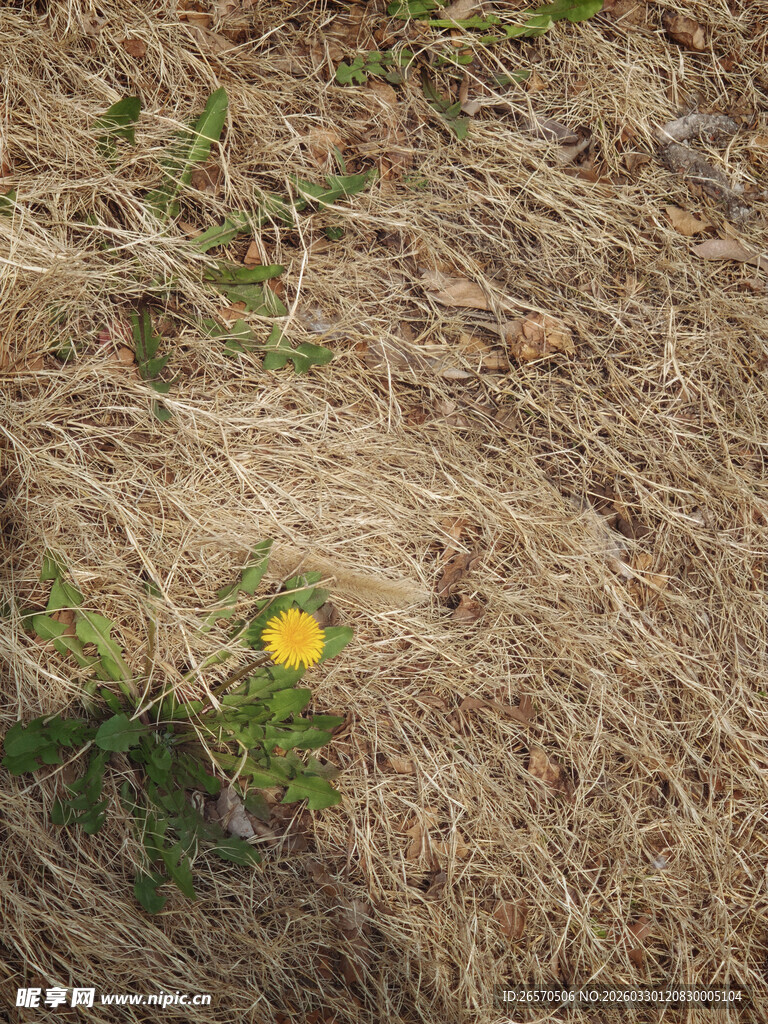 枯草中绽放的黄色小花