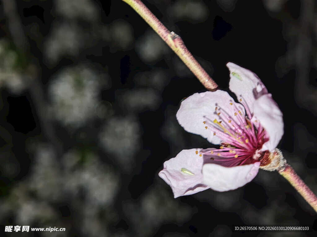 一枝娇艳桃花特写