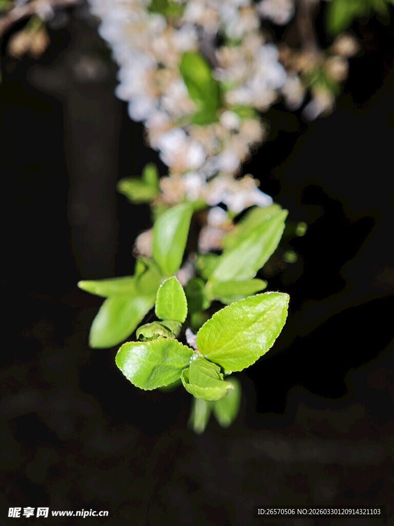 嫩绿枝叶与繁花初绽