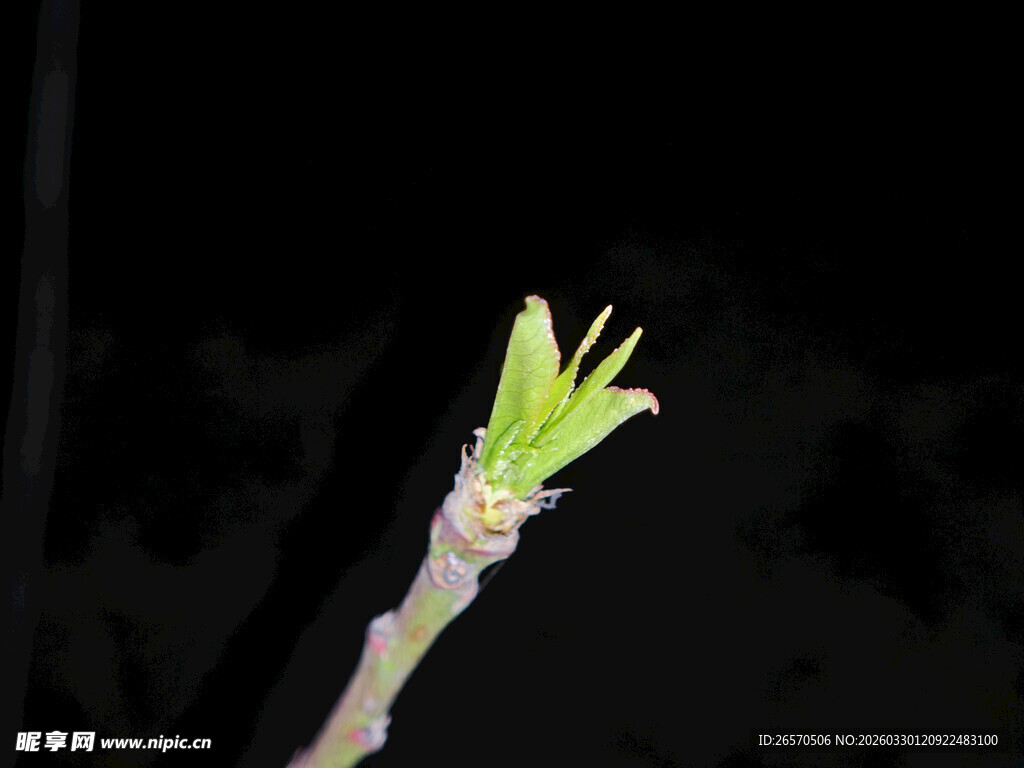 嫩绿新芽破土而出