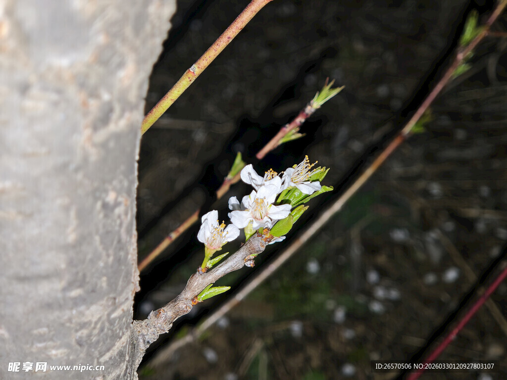 树干旁绽放的白色小花