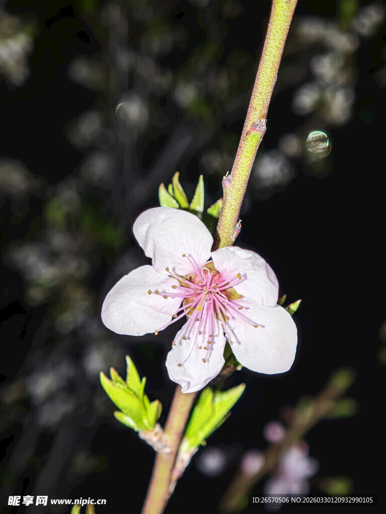 单枝绽放的粉嫩桃花