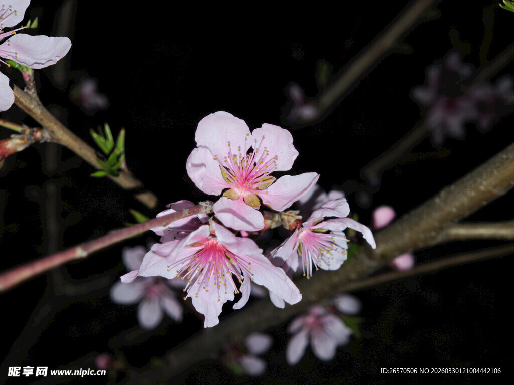夜中绽放的粉嫩桃花